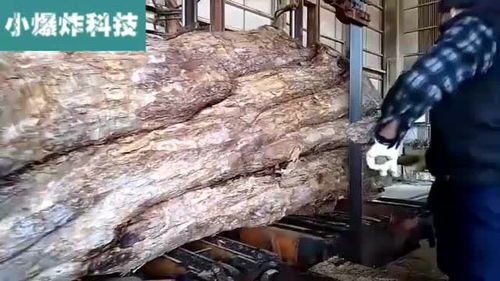 科技的魅力 日本木材加工厂,这栗树估计价值不菲
